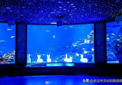 福兔送吉祥、海底舞龙贺新春，武汉极地玩出新年新花样